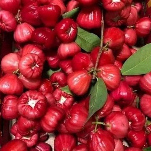 

jambu air rujak 1kg
