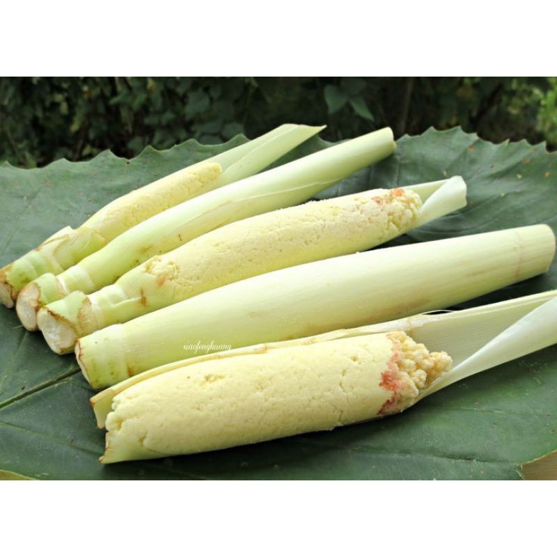 

Terubuk atau Tebu Telur segar 1kg