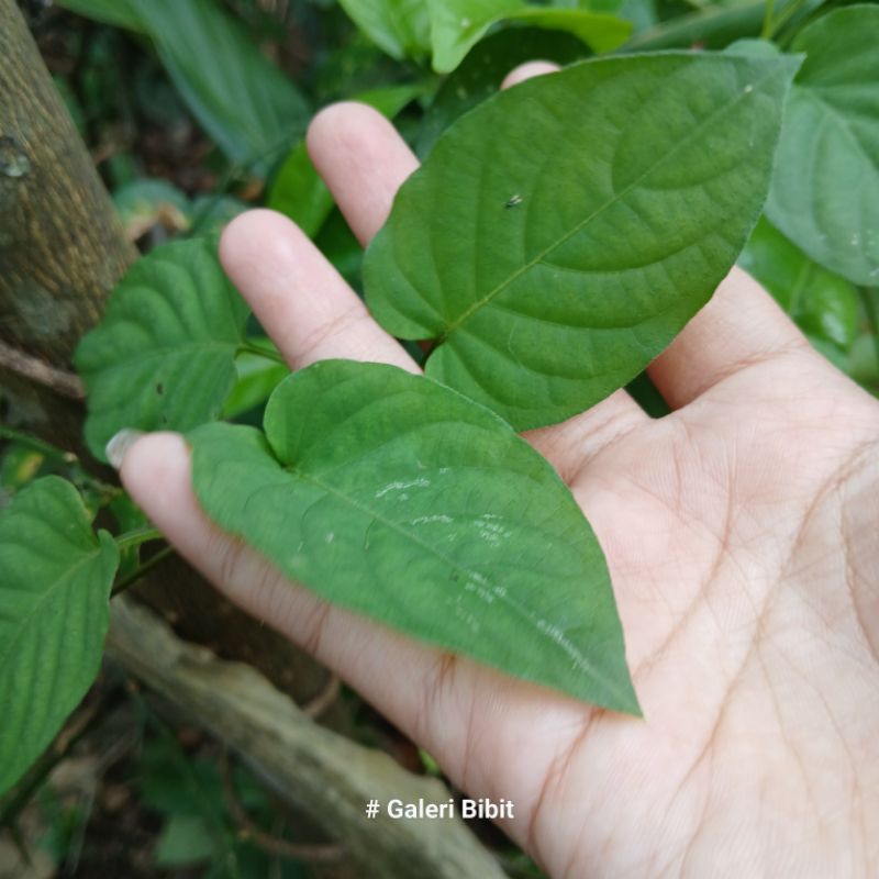 

daun kentut SEGAR daun sembukan 100 gram
