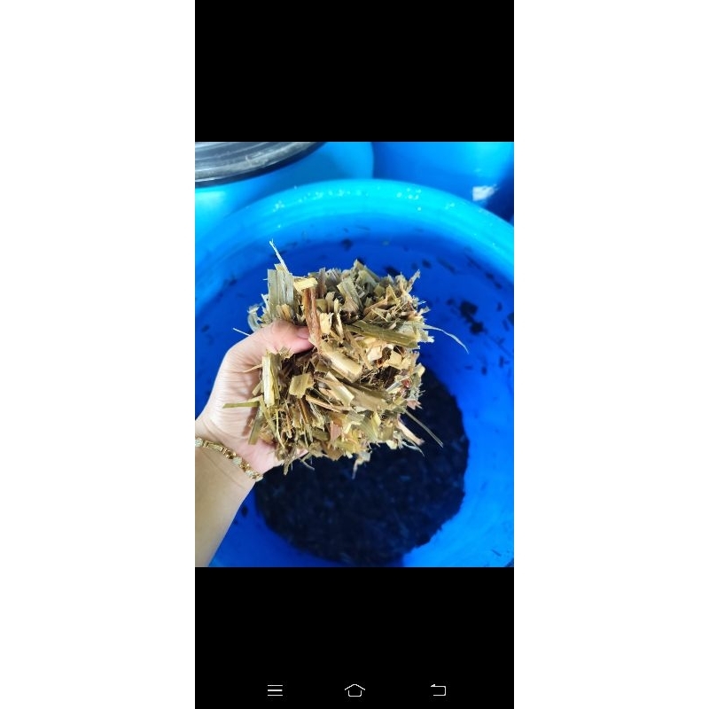 SILASE - pakan ternak sapi maupun kambing ready stock