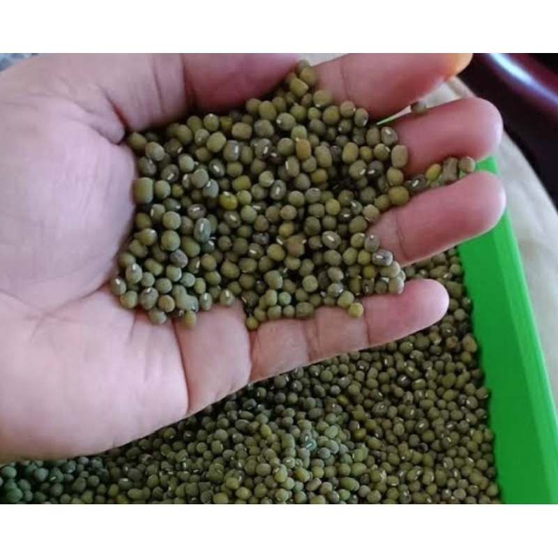 

KACANG HIJAU