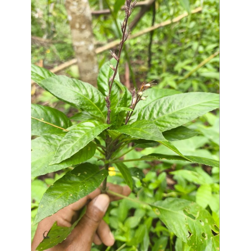 

Daun Rende Lalapan Reundeu Segar 1 kg Fresh Baru Di Petik