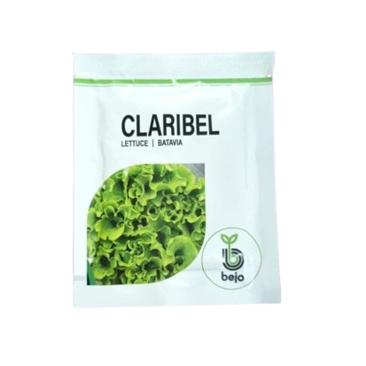 Benih Lettuce Claribel Batavia Bejo Seed Import Benih Selada