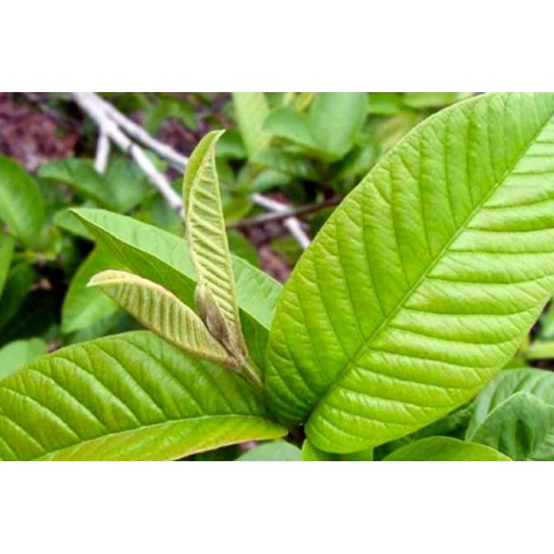 

Daun pucuk jambu biji daun obat herbal berkhasiat 50 lembar daun pucuk jambu biji