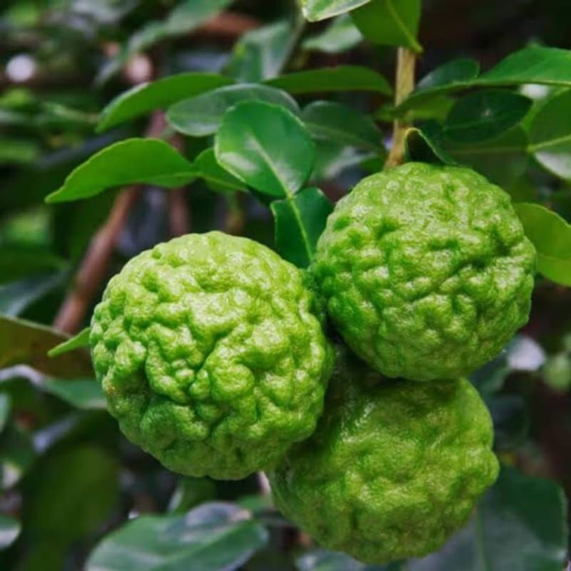 

BUAH JERUK PURUT SEGAR 1 KG