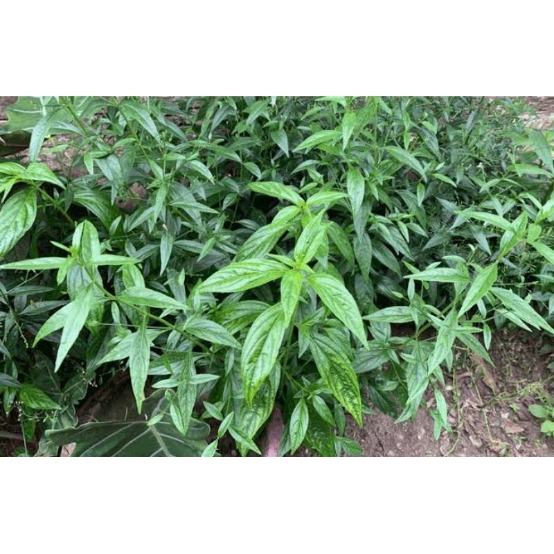 

Daun sambiloto herbal 50 lembar