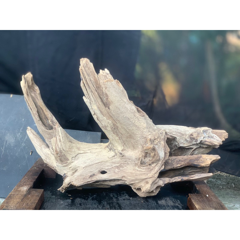 (SIZE JUMBO )KAYU RENTEK/KAYU AQUASCAPE/KAYU DEKOR