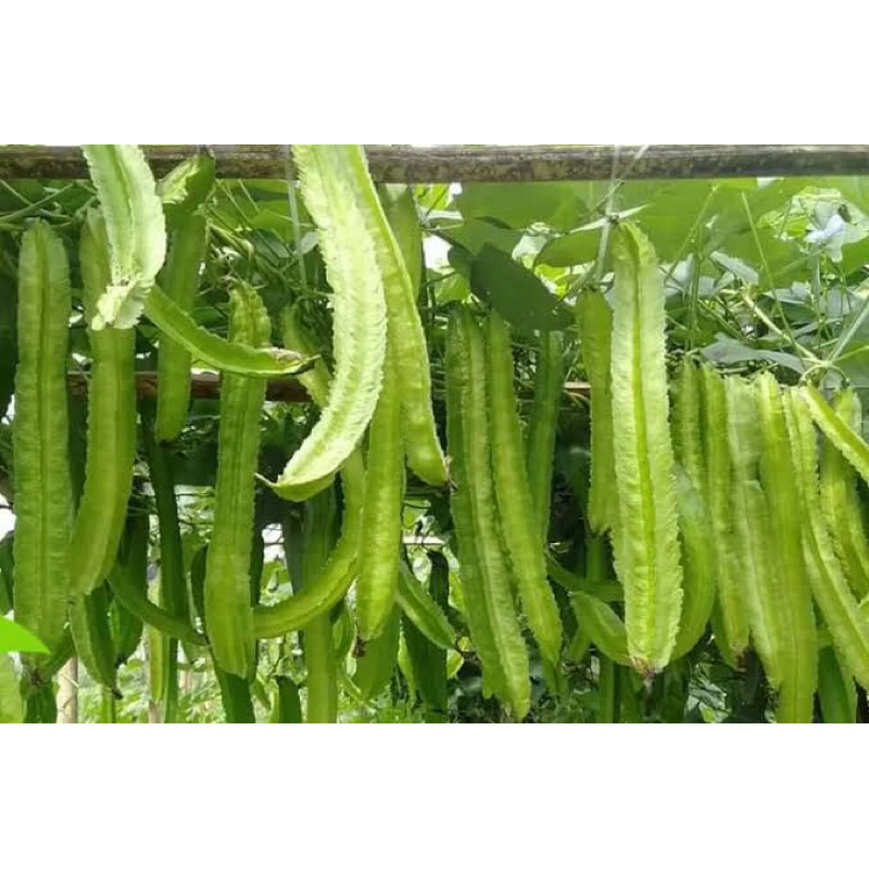 

kecipir 1 kg fresh di petik jika ada pesanan masuk