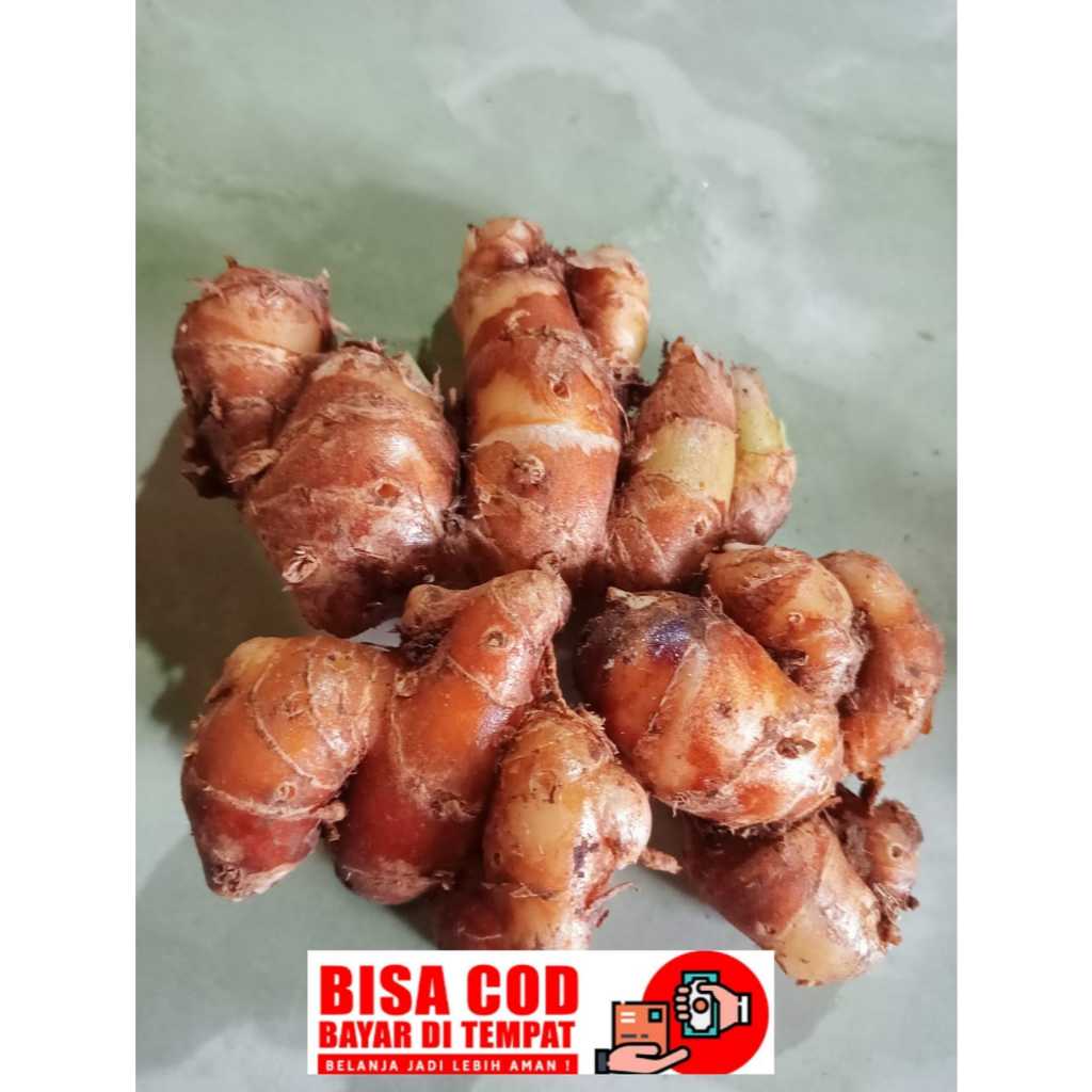 

kencur fress kecur seblak cikur segar 1 kg