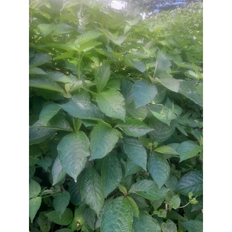 

Daun Keji Beling Segar Kejibeling Keci Beling Kecibeling Daun Pecah Beling Segar