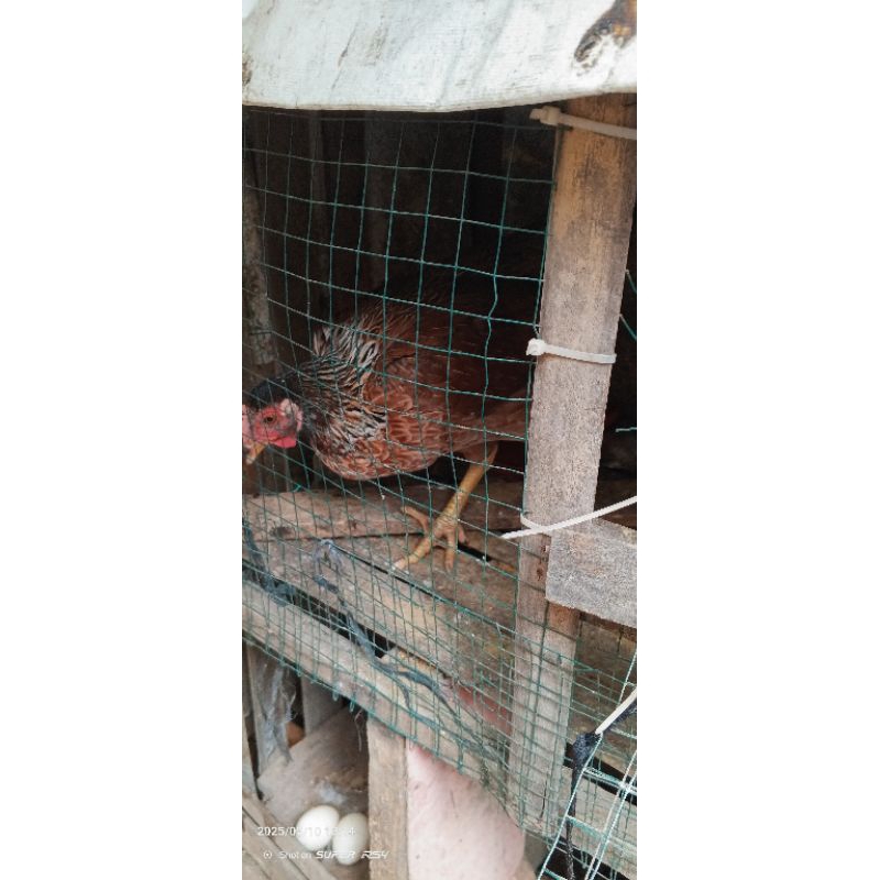 Ayam Kampung Betina KUB 2 Indukan Ayam Kampung