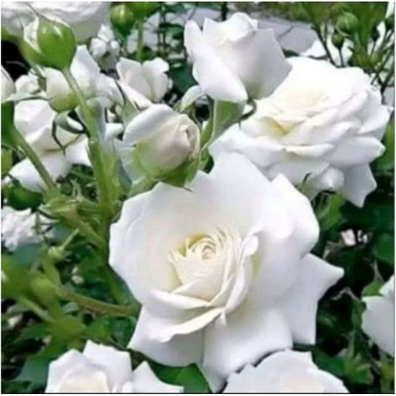 Tanaman hias bunga mawar putih - pohon mawar - bunga mawar putih