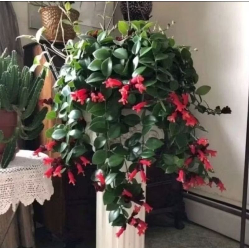 PROMO Tanaman Hias Lipstik Gantung - Tanaman Lipstik Cantik - Pohon Bunga Lipstik Gantung