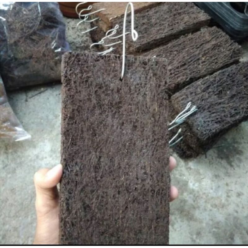 Media akar pakis papan lempeng 15×20 anggrek besar sedang belum ada cantelannya