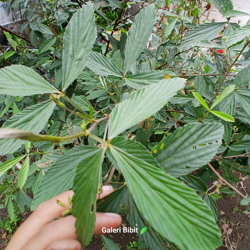 

Daun Otok Otok segar 100gr