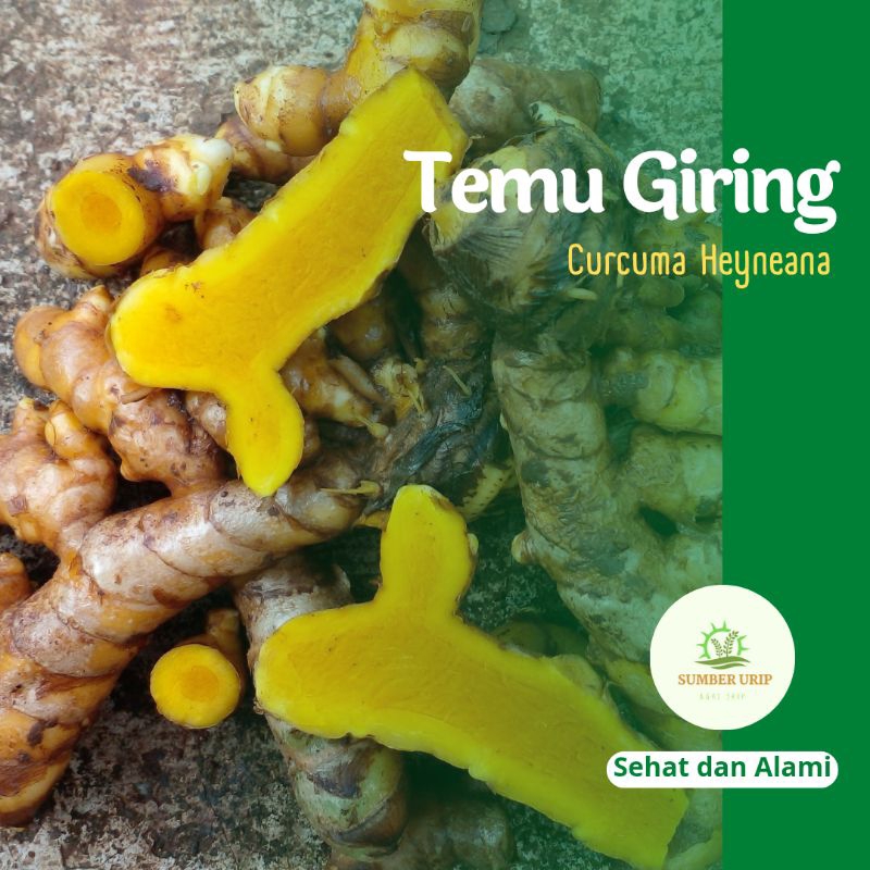 

Temu Giring Segar Curcuma Heyneana Kunyit Kuning