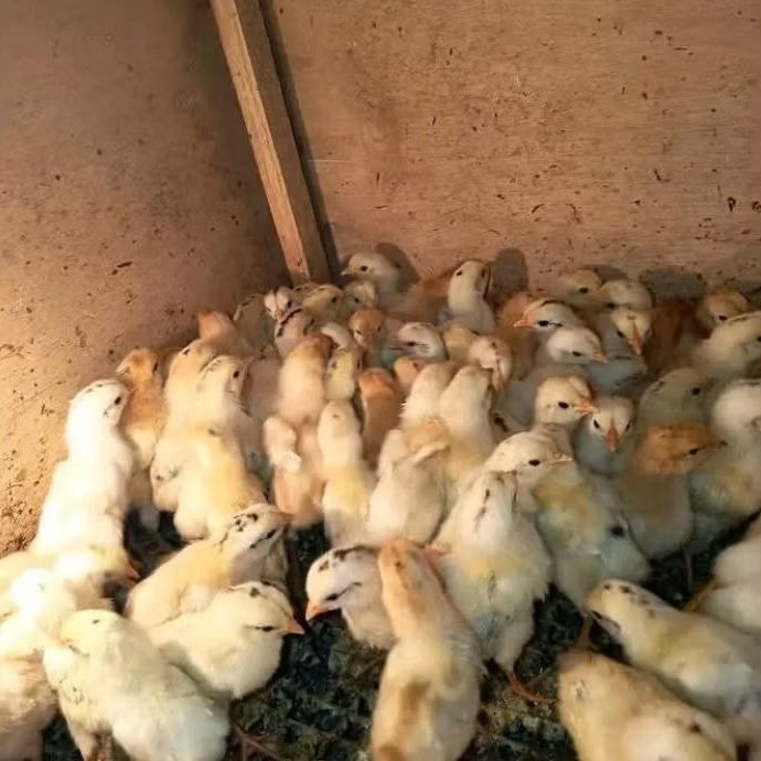 ECERAN DOC AYAM ELBA | AYAM KAMPUNG PETELUR