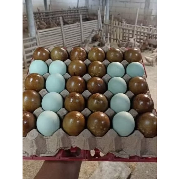 

Telur Asin Bebek Mix Original dan Asap | Siap Konsumsi Gurih dan Lezat | 10pcs