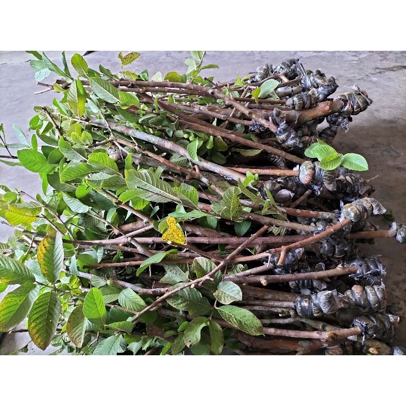 Benih/Bibit Jambu kristal