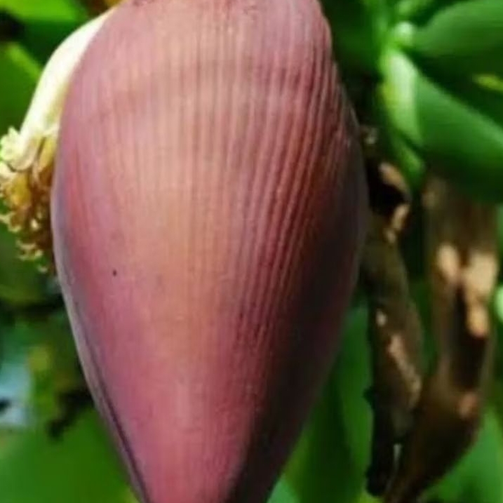 

Jantung pisang Ambon segar 1 kg organik