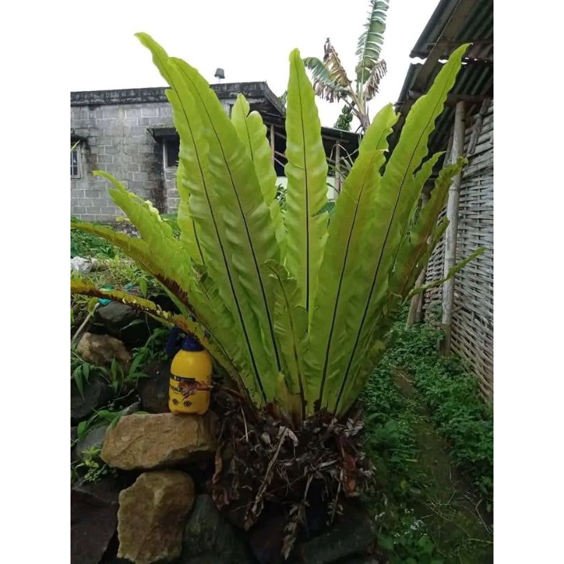 Kadaka sarang burung jumbo/kadaka hutan kadaka hias