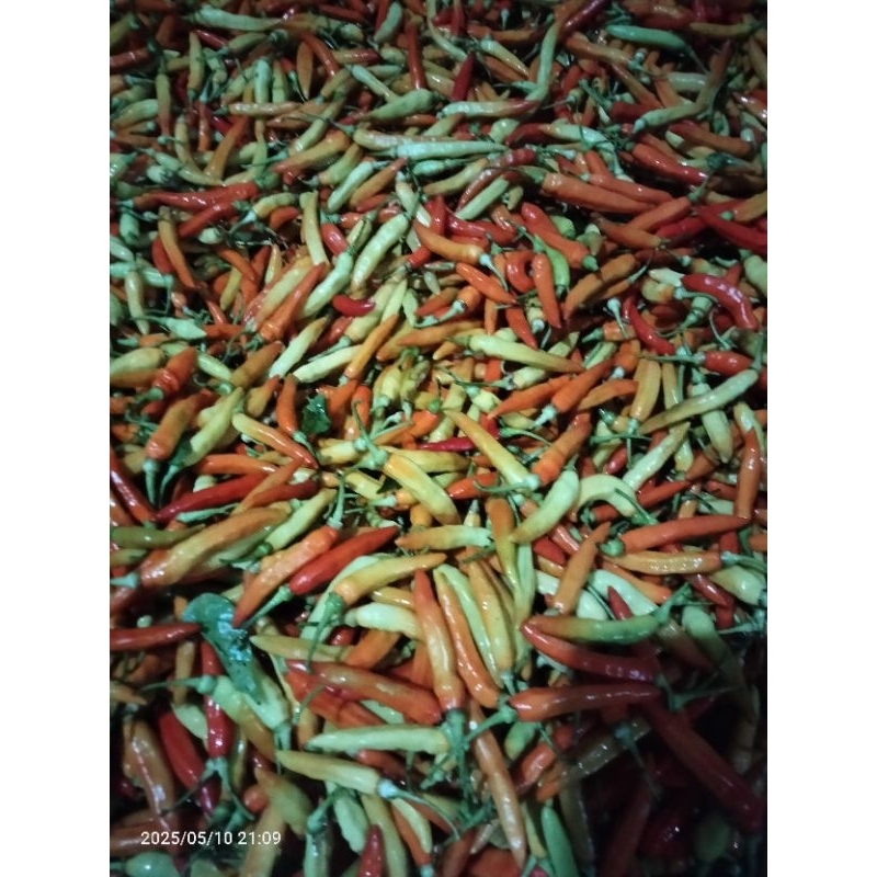 

cabe rawit merah 500g