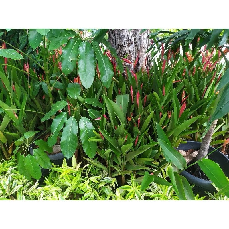 Tanaman Pisang-Pisangan / Tanaman Hias Heliconia Pisang