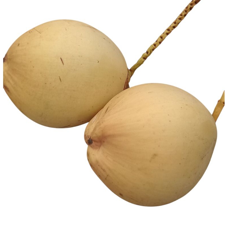 

kelapa gading 1buah buat acara adat