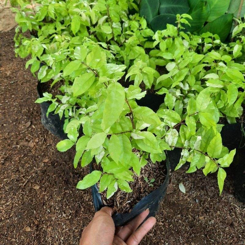 Promo COD bibit bonsai anting putri - bahan bonsai anting putri - tanaman anting putri - bahan bonsa