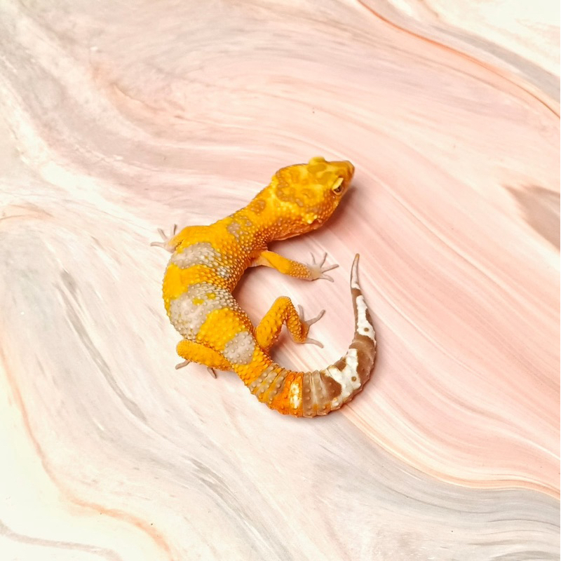 TREMPER EMERINE BN LINE M2 MALE LEOPARD GECKO MAINAN ANAK LUCU