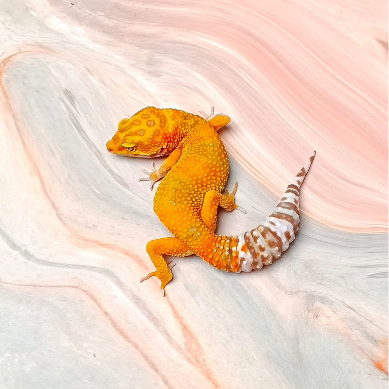 TREMPER EMERINE HG F5 FEMALE LEOPARD GECKO MAINAN ANAK LUCU