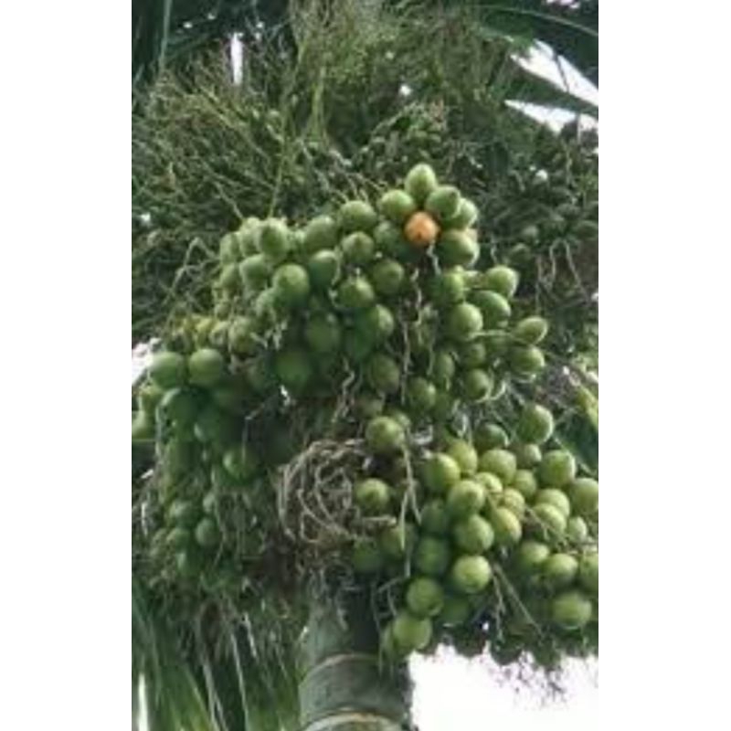 

buah jambe, pinang muda 5kg