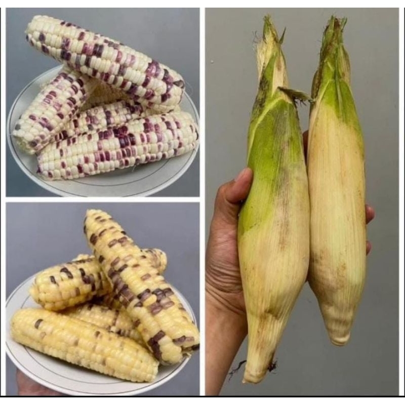

jagung ketan batik ±1kg