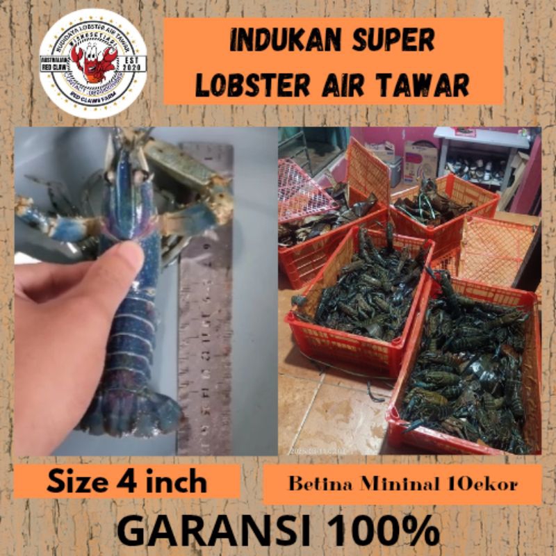Lobster Indukan Betina Size 4 Inch