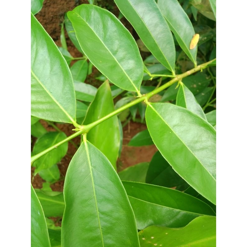 

100 LEMBAR Daun Mahkota Dewa Segar – Herbal Alami Langsung dari Kebun