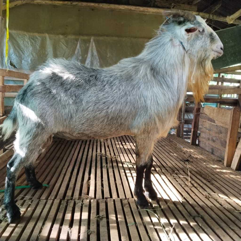 

Kambing Qurban Jumbo