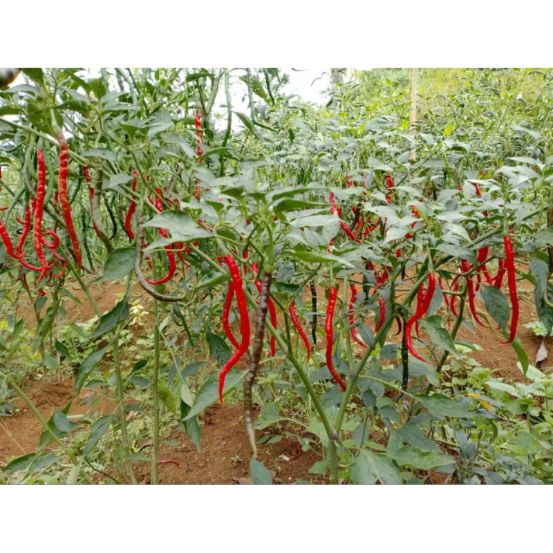 

cabe keriting merah 2 kg