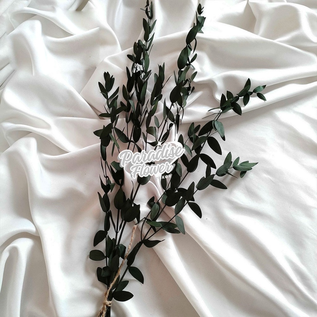 Preserved Gunni Eucalyptus Daun Kering Dekorasi Rumah