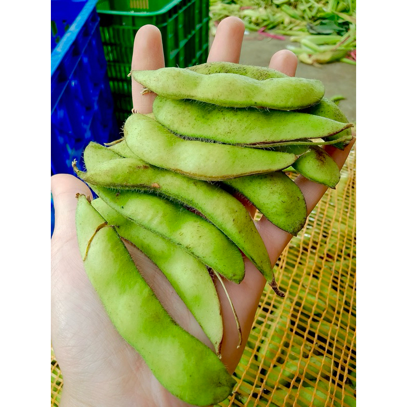 

kacang edamame fresh