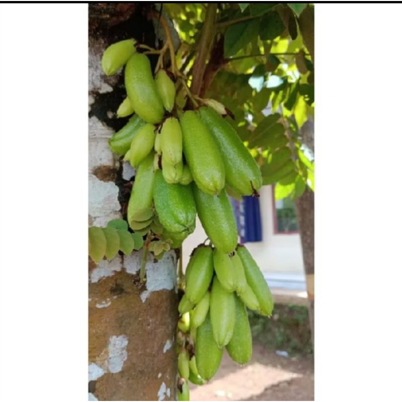 

buah belimbing wuluh segar