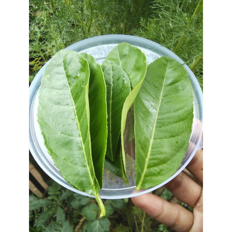 

Daun jeruk nipis fresh
