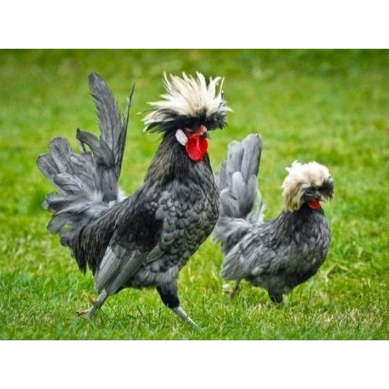 

Telur Ayam Poland/Ayam Hias Polan Ori fertil untuk ditetaskan