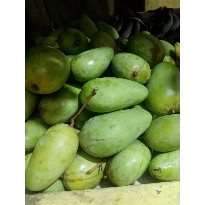 

mangga mentah