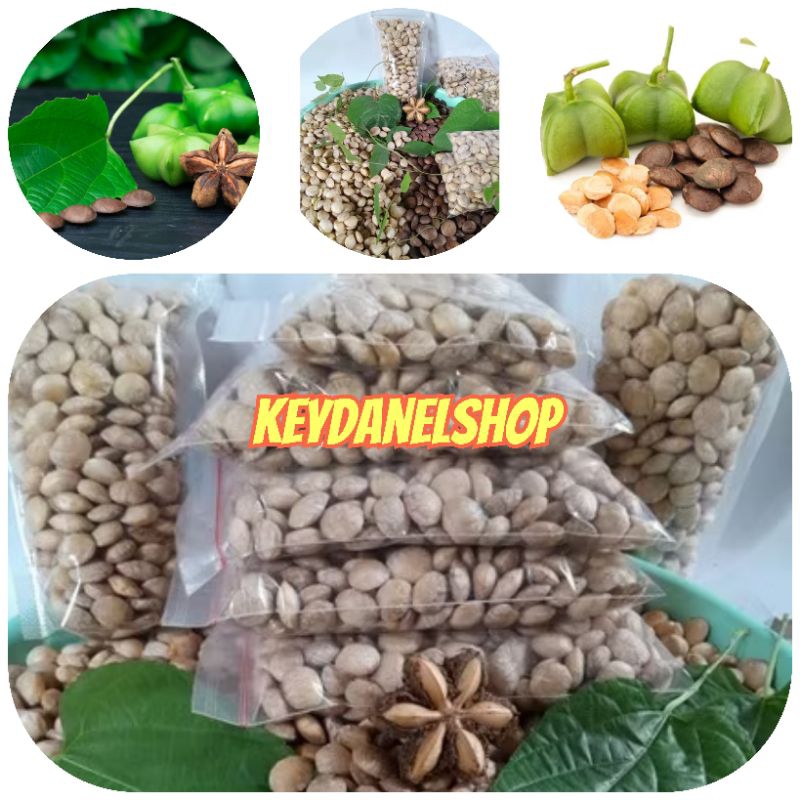 

Biji kacang Sahca inchi muda sudah kupas 500 gram