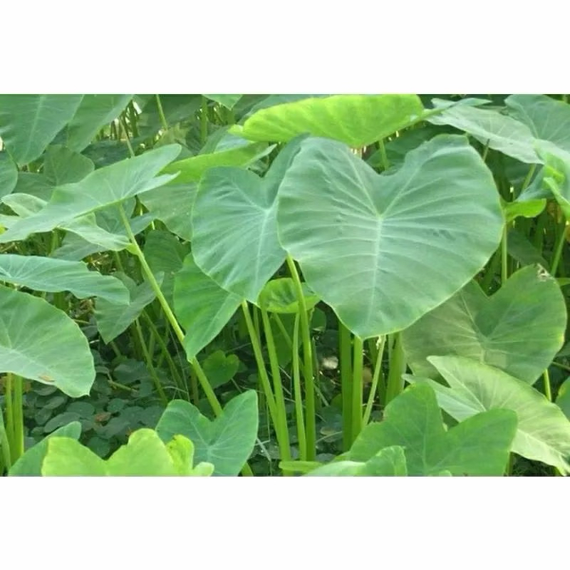 

Daun Talas Buntil Fresh Segar 1 kg