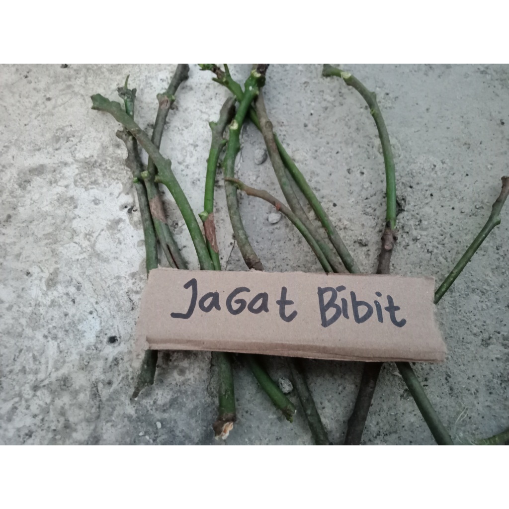 entres mangga yuwen - batang segar mangga yuwen - cutting mangga yuwen