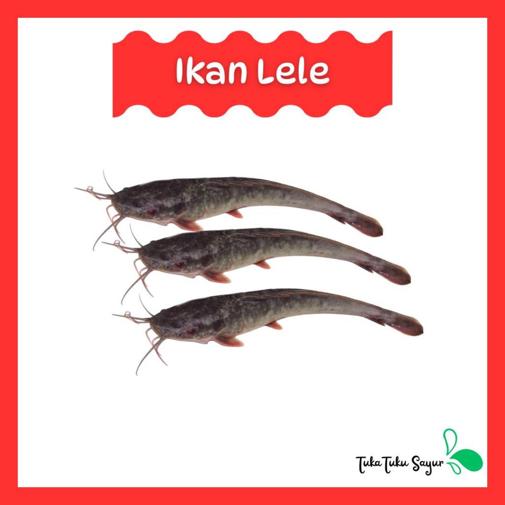 

Ikan Lele Segar Bersih 500gr - TukaTuku Sayur