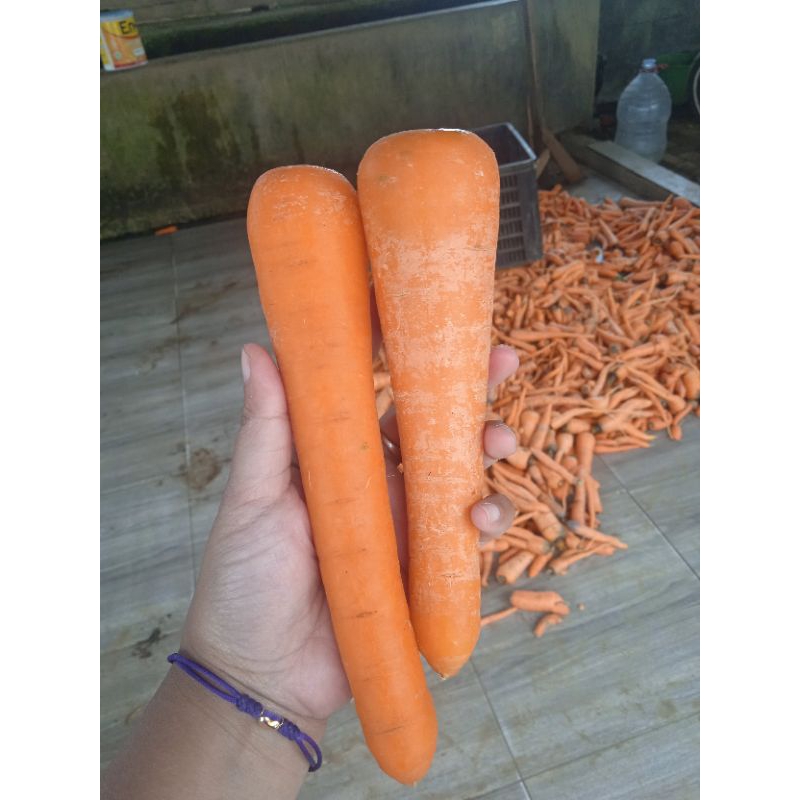 Wortel Berastagi/wortel Buah bersih 1kg