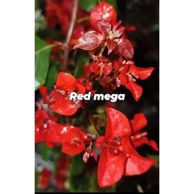 Tanaman hias Bougenville / Bunga kertas import id Merah Mega
