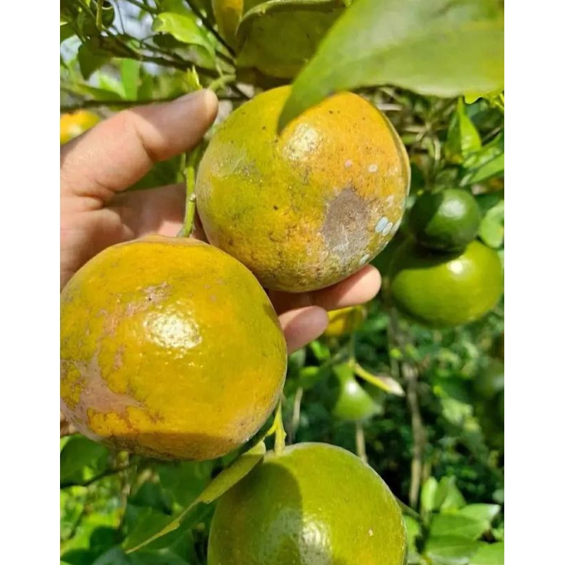 

Jeruk Siem Madu Manis MALANG, Buah Jeruk Siem Madu Manis MALANG Fresh